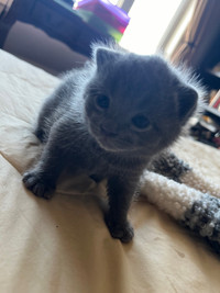 Chaton mâle Russian blue 