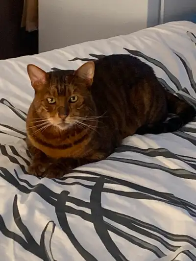 chat pure race Toyger enregistrée  male opéré, View more