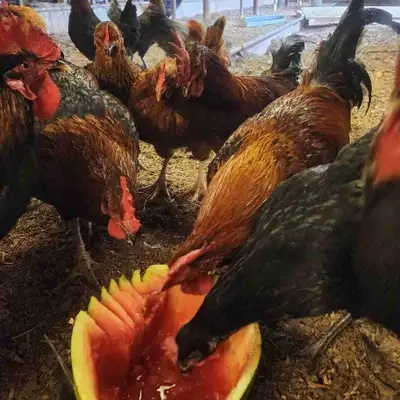 Hens & Roosters, View more