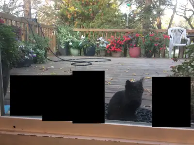 Friendly, Playful, Loving  Kitten, View more