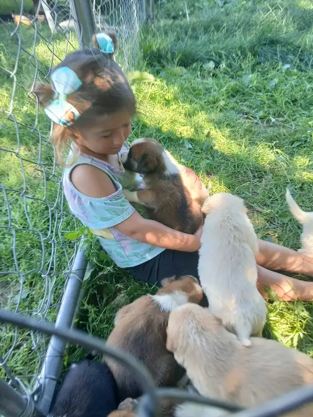 austrailian shepard mix pups