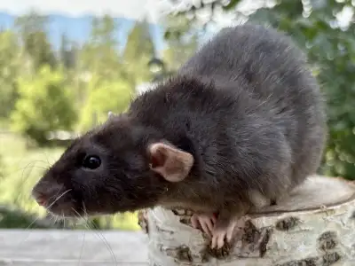 High end pet rats, View more