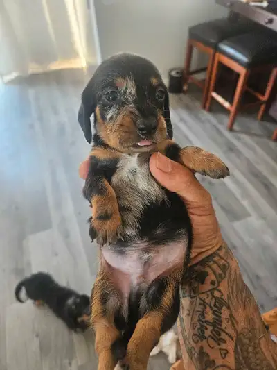High Quality Miniature Dachshund Puppies, View more