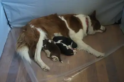 Border Collie Pups, View more