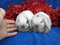 Bébés lapins béliers hollandais nains * dwarf Holland lop bunny
