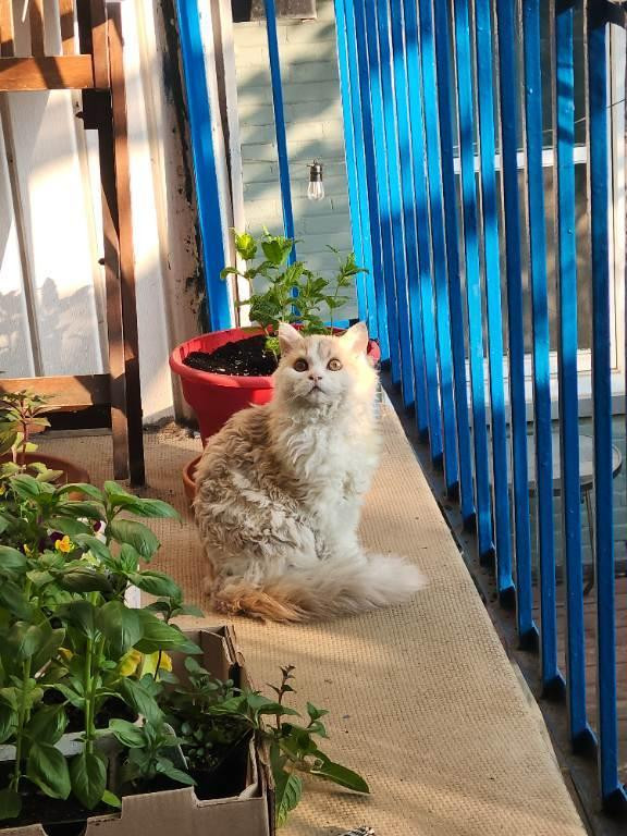 Selkirk Rex Cat dans Chats et chatons à adopter  à Ville de Montréal - Image 3