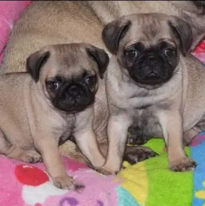 Pug Puppies, View more