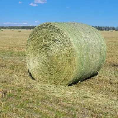 Hay , Greenfeed For Sale, View more