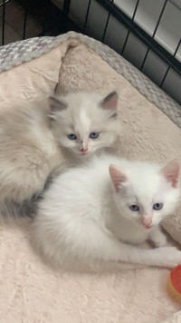 White and mixed colour Kittens for sale