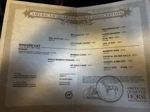 Red Hott Cat coming 2yr old filly in Horses & Ponies for Rehoming in St. Albert - Image 3