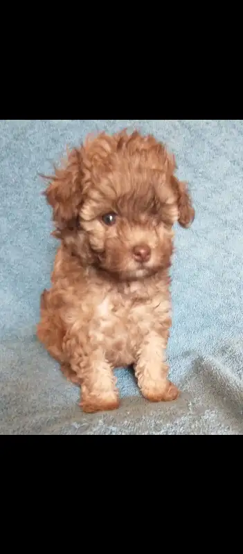 Tiny Toy Poodle Puppies in Dogs & Puppies for Rehoming in Markham / York Region - Image 6