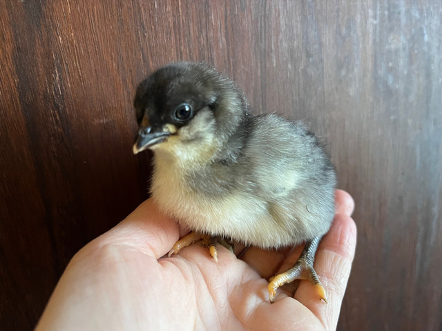 Easter / Olive Egger chicks available  in Livestock in Kawartha Lakes - Image 4