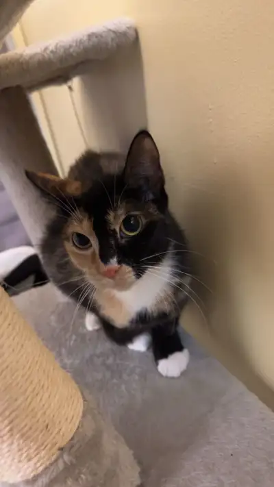 Rehoming a Sweet Female Cat – Elsa Due to personal circumstances, I am sadly looking for a loving an...