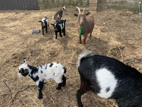 Nigerian dwarf goats