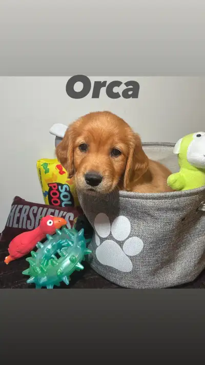 Wait List-CKC registered Red Golden Retriever, View more