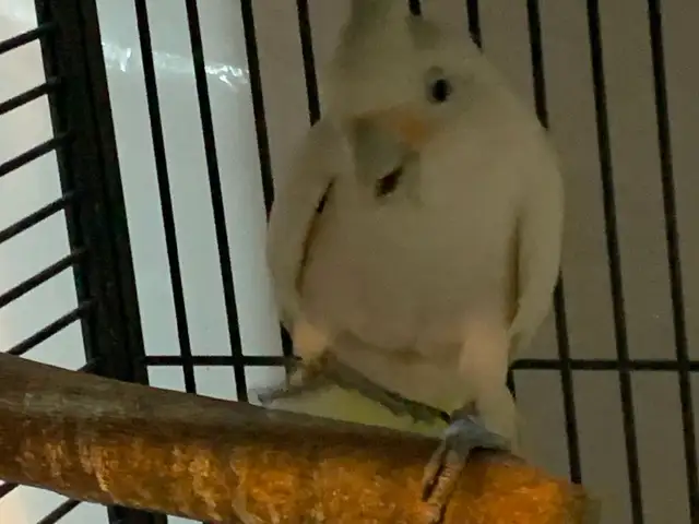 Cockatoo in Birds for Rehoming in Delta/Surrey/Langley - Image 2