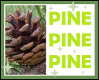 CONES !! --- PINE & SPRUCE, RED & WHITE !! --- $5, $10, $15, $20