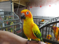 **SUPER SWEET BABY *SUN* & GOLD CAPPED CONURES**W/CARE PACKAGE**