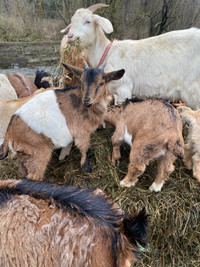 Multiple goat kids and moms