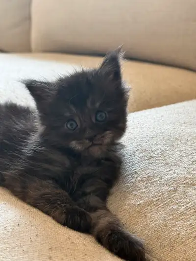 chaton Mainecoon ( Maincoon), View more