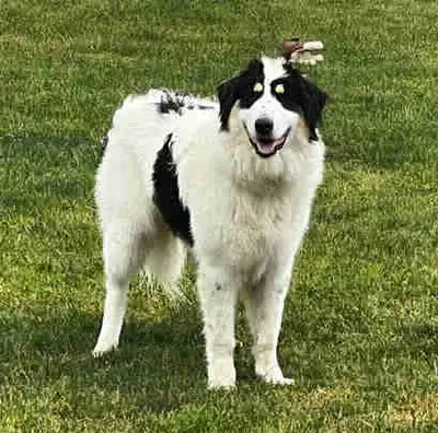 Rehoming: 7‑month‑old female Tornjak (imported bloodlines), View more