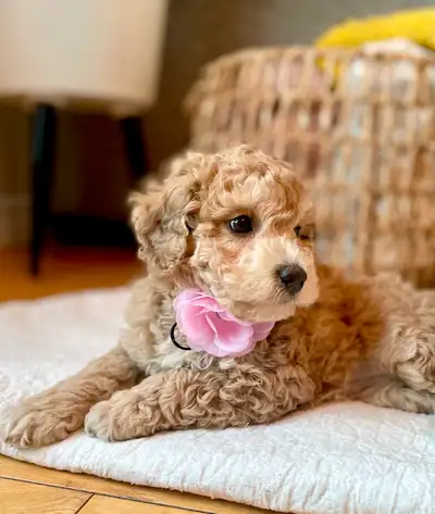 Health Guaranteed BichonPoo puppies!, View more