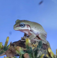 Blue-eyed snowflake whites tree frogs and other morphs 