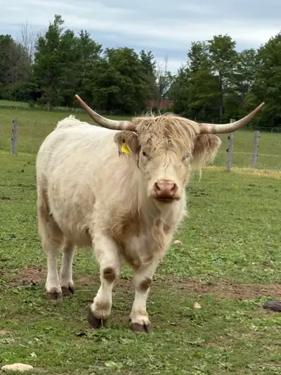 Highland cow, View more