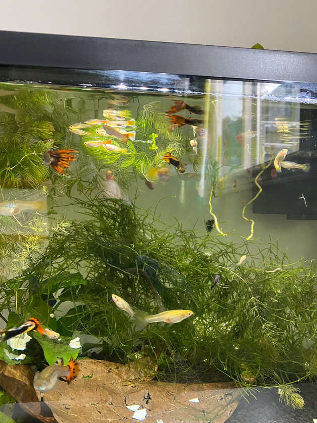 Yellow and Fancy Guppies For Sale (Sold Out) in Livestock in Barrie - Image 3