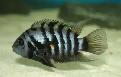 Hey folks! I’ve got room in my tanks and would love to adopt any convict cichlids, guppies, inverteb...