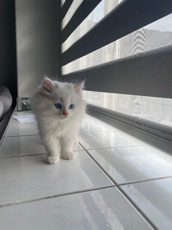 Persian x Ragdoll kittens for sale! in Cats & Kittens for Rehoming in Vancouver - Image 4