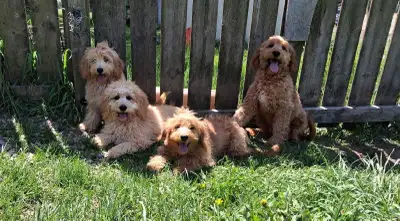 Mini Goldendoodles, View more