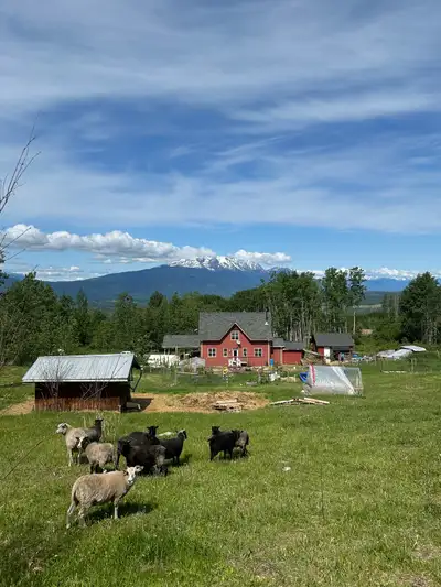 5 acres. 4 bedroom, 2 bath. Wired shop. Chicken coop, animal shelter. Partially fenced and cross fen...