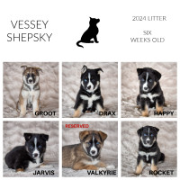 SHEPSKY PUPPIES AVAILABLE