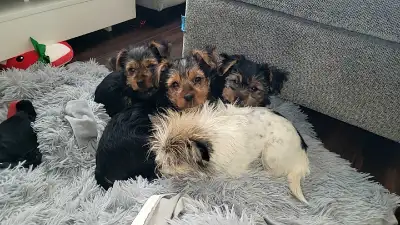3 Yorkie puppies available, View more