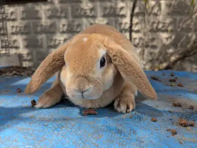 Purebred Mini Plush Lop baby rabbits, View more