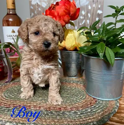 Adorable Cavachon puppies!! We are excited to announce our beautiful litter of purebred Bichonpoo’s...