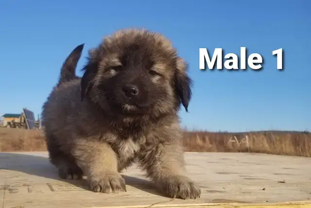 Caucasian Shepherd Puppies in Dogs & Puppies for Rehoming in Edmonton - Image 2