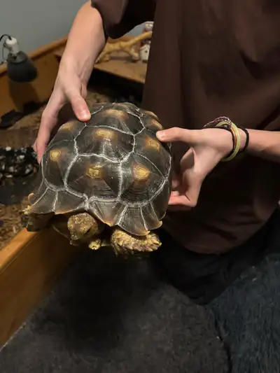  sulcata Tortoise 3 years old very friendly , View more