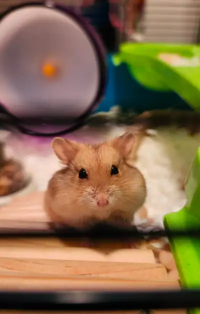 Dwarf Hamster (Mari) - Experienced Home Required, View more
