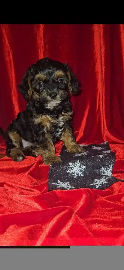 Puppies for sale, View more