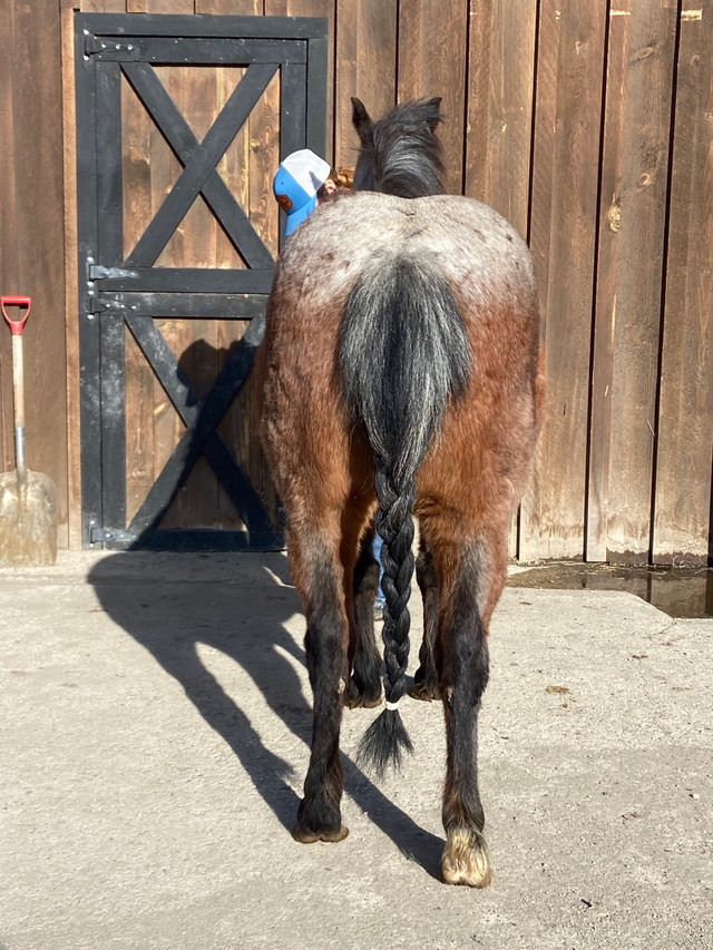 12 year old pony  in Horses & Ponies for Rehoming in Portage la Prairie - Image 4