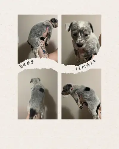 Welcome to the Gemstone Litter We are 6 beautiful Australian blue heelers born April 12th, 2025. ONL...