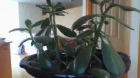 Jade and Spider plants
