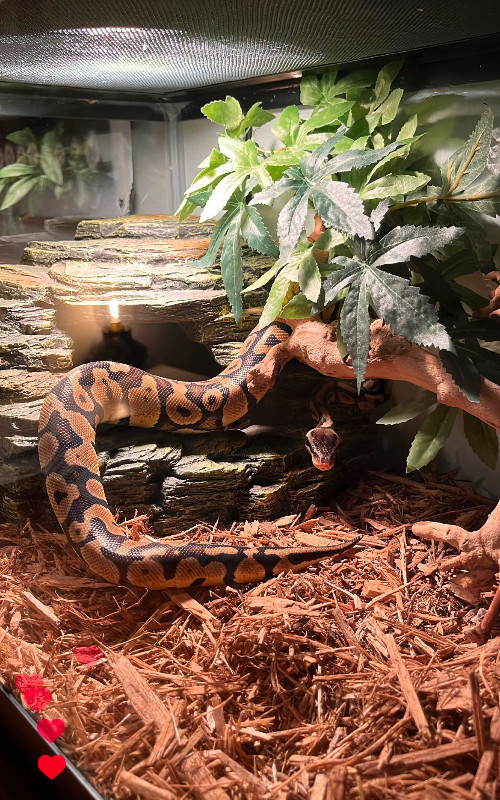 2 year old Ball Python in Reptiles & Amphibians for Rehoming in Abbotsford