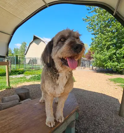 Aussie Mountain Doodle,  Medium,Spayed female, Awesome!!, View more