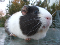 Looking for a male or female  or even a skinny Guinea pig