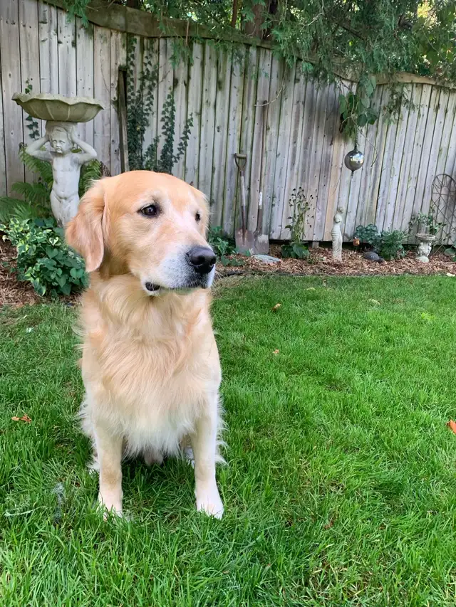 Golden Retriever Pup Waitlist in Dogs & Puppies for Rehoming in Owen Sound - Image 2