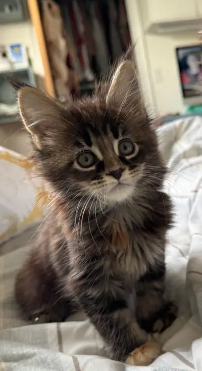 CCA Maine Coon Kittens: Ready Now & June Reservation, View more