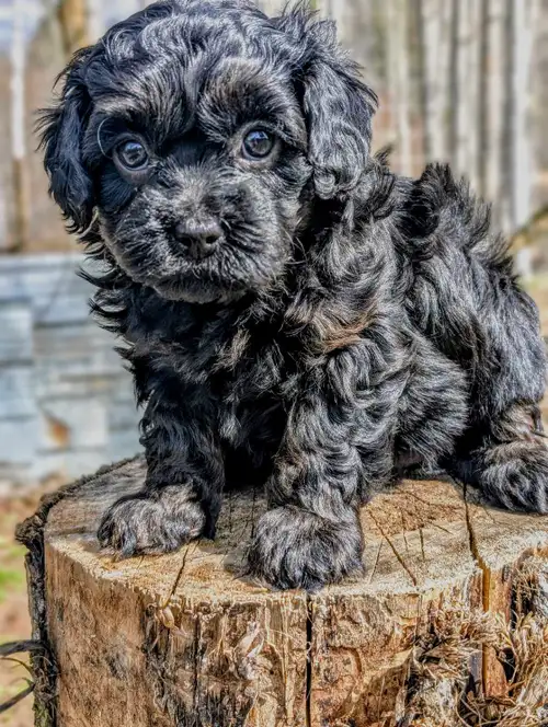 Meet Rosie, our one and only available F1B Cavapoo puppy! She is a super RARE red phantom in colour!...